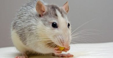 Cómo Hacer Veneno Casero Para Ratas