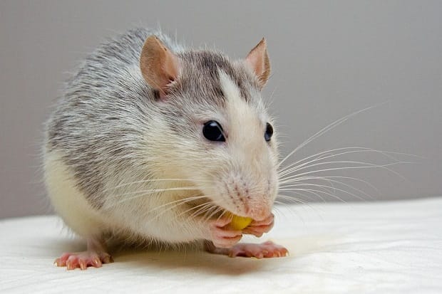 Cómo Hacer Veneno Casero Para Ratas